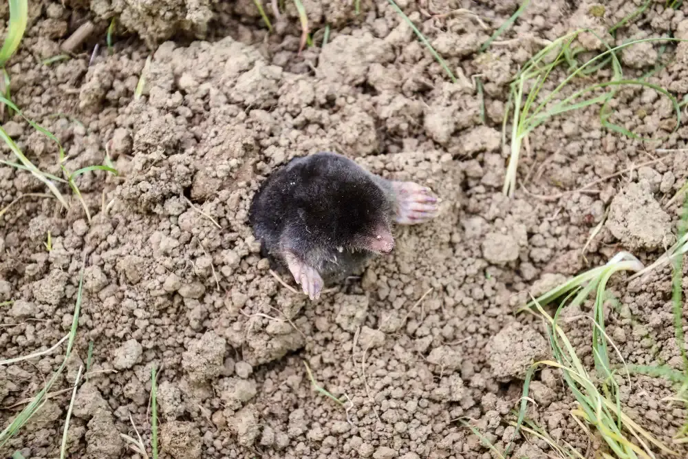 Mole climbs out of the hole