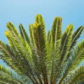 palm frond tree