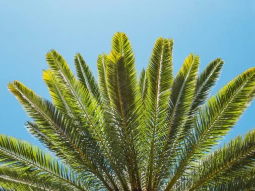palm frond tree