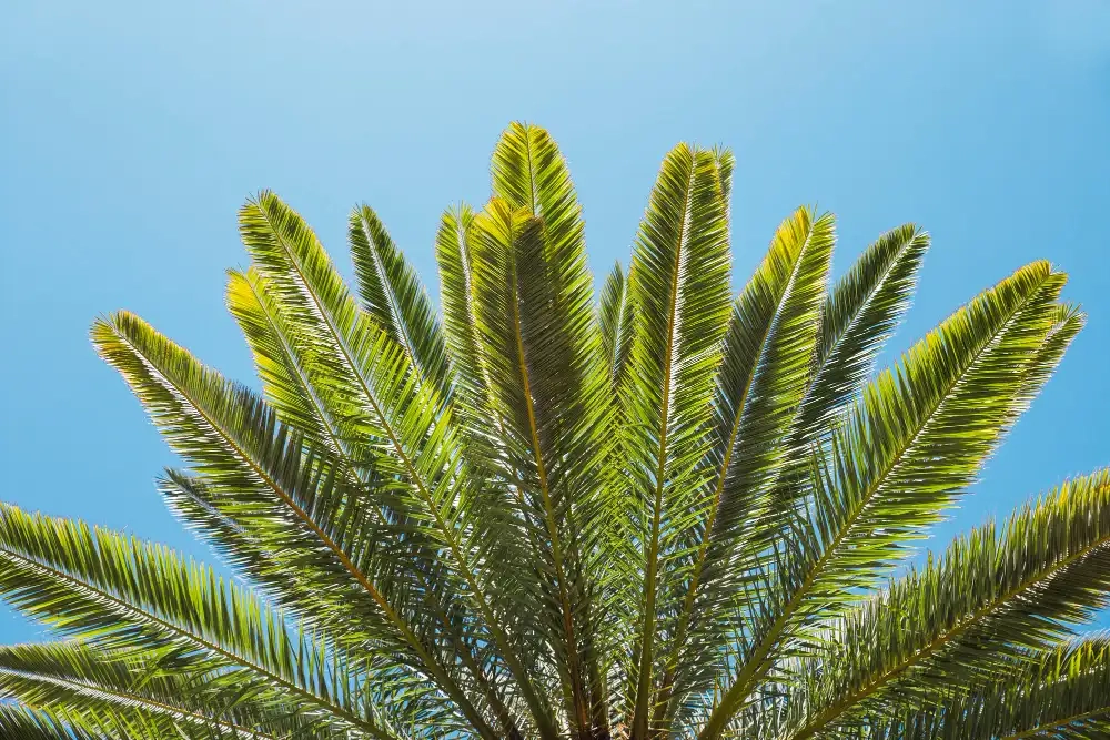 palm frond tree