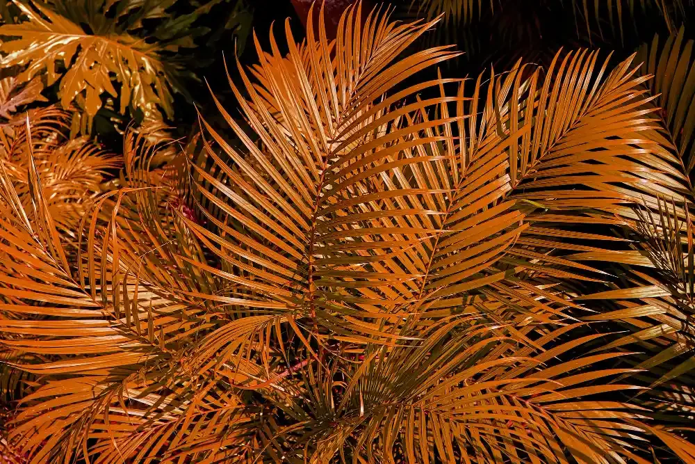 Palm trees turn brown at summer vacation