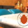 Hand with magnifying glass detecting bed bug