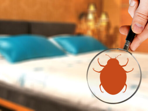 Hand with magnifying glass detecting bed bug